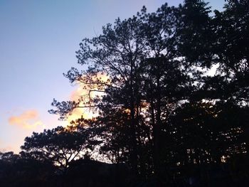 Low angle view of silhouette tree against sky