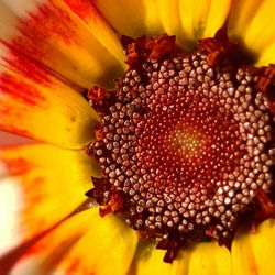 Close-up of fresh sunflower