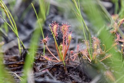 Close-up of flowering plants on land