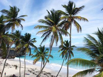 Low angle view of palm trees at beach against sky