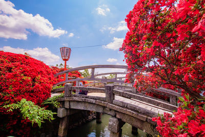 Arch bridge and red flowering plants against sky