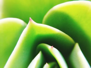 Full frame shot of green leaf