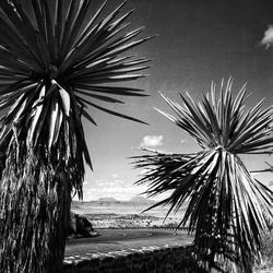 Low angle view of palm tree against sky