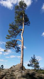 Low angle view of tree against sky