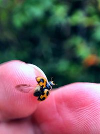 Close-up of ladybug on hand