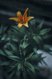 Close-up of flower