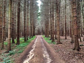 Road passing through forest