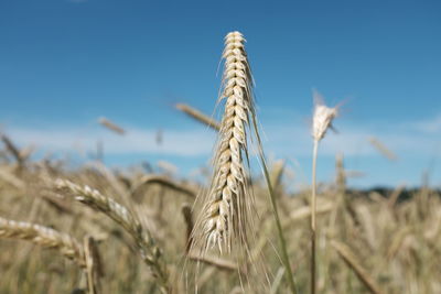 Close-up of wheat growing on field against clear blue sky