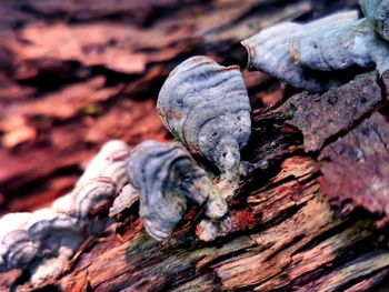 Close-up of mushrooms on tree trunk