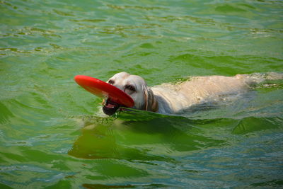 High angle view of dog swimming with plastic disc in lake