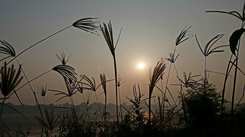 Silhouette plants against sky during sunset