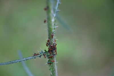 Close-up of insect on plant