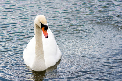 Close-up of swan swimming in lake