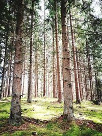 Trees in forest