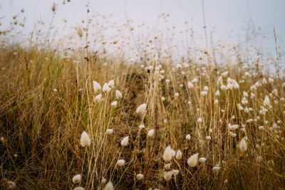 Close-up of flowering plants on field