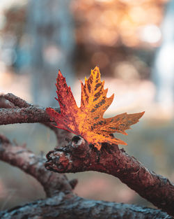 Close-up of maple leaves on tree