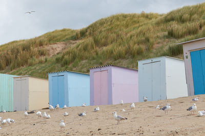 High angle view of seagull on beach