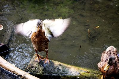 High angle view of bird in lake