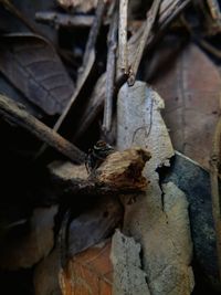 Close-up of lizard on wood