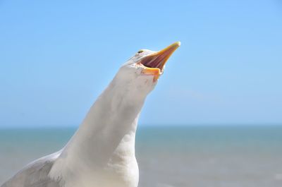 Close-up of seagull on beach against clear sky