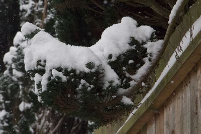 Close-up of snow on ice