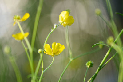 Close-up of yellow flowering plant on field