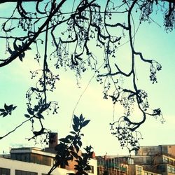 Low angle view of bare trees against sky