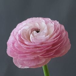 Close-up of pink rose