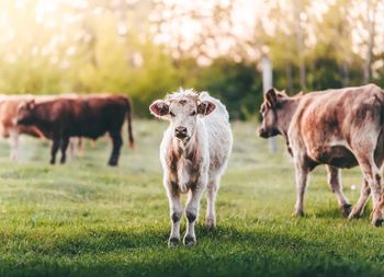 Portrait of cow standing on grassy field