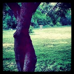 Trees on grassy field