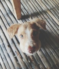 High angle portrait of dog on wooden plank