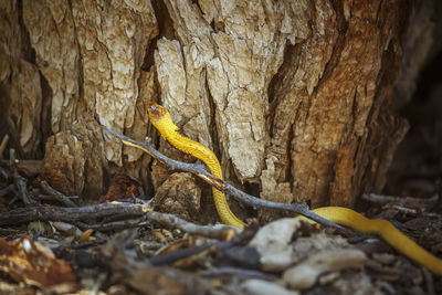 Close-up of lizard on tree trunk