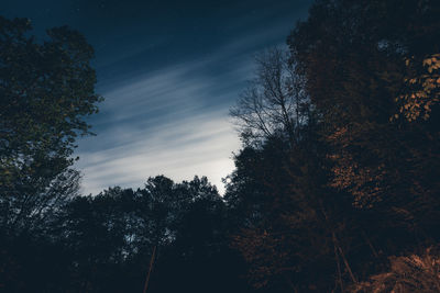 Low angle view of trees against sky at night