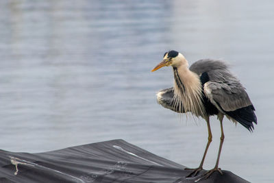 Bird perching on a lake