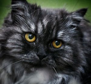 Close-up portrait of black cat