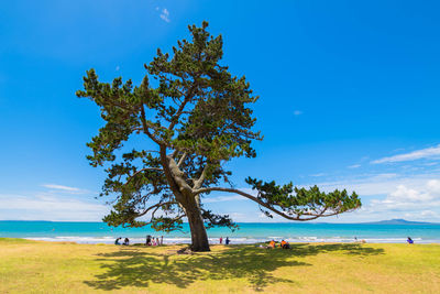 Trees on beach