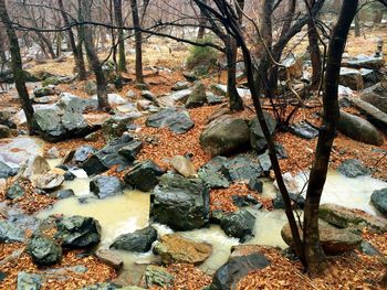 Rocks in forest