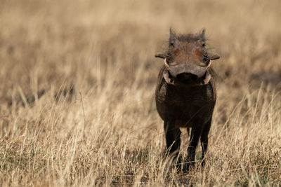 Portrait of warthog standing on land