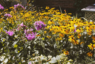 Close-up of yellow flowers blooming outdoors