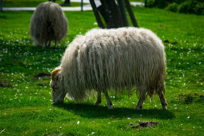 Sheep grazing in a field