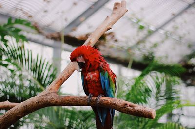 Low angle view of parrot perching on branch