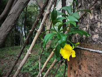 Close-up of yellow flowering plant on land