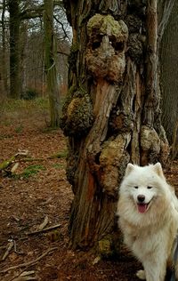 View of a dog on tree trunk