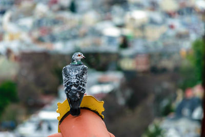 Bird perching on railing