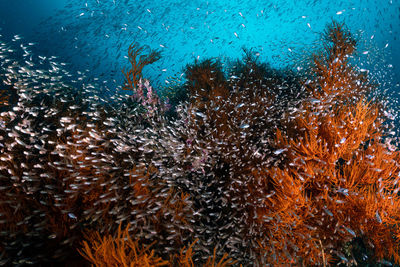 View of fish swimming in sea