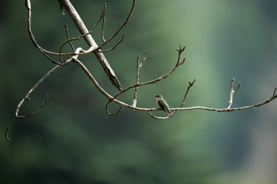 branch