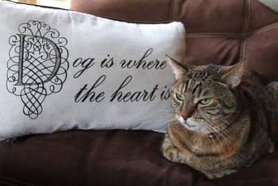Close-up of cat