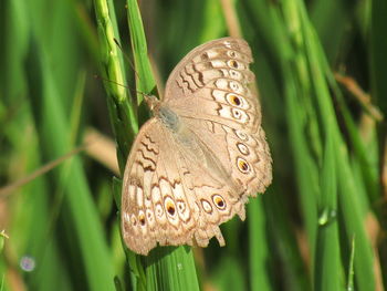 Close-up of butterfly on grass