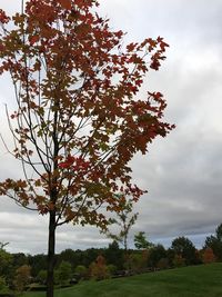 Trees on grassy field against cloudy sky