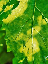 Close-up of green leaves